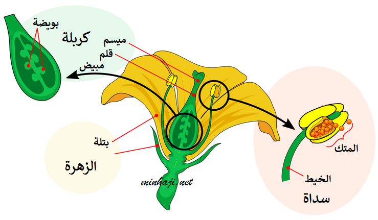 أجزاء الزهرة